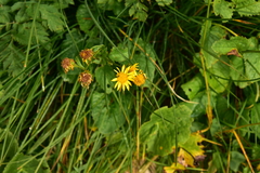 Ligularia sibirica