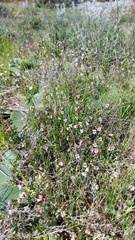 Roepera sessilifolia