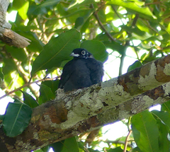 Gymnoderus foetidus