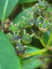 Hydrangea chinensis