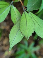 Hydrangea chinensis