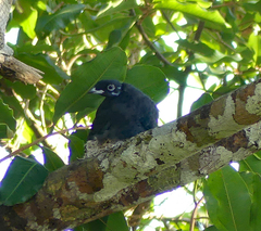 Gymnoderus foetidus
