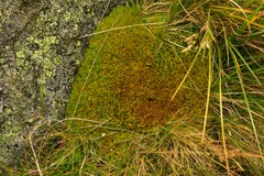 Sphagnum compactum