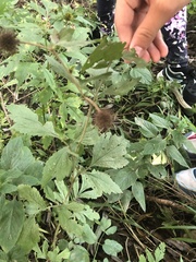 Geum laciniatum