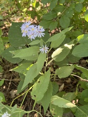 Symphyotrichum drummondii
