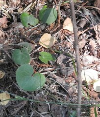 Asarum europaeum