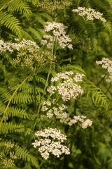 Aegopodium podagraria
