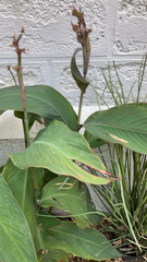 Canna indica