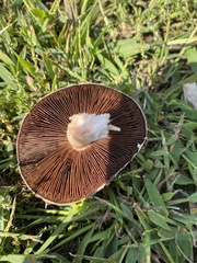 Agaricus campestris