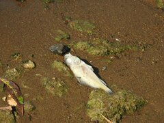 Gymnocephalus cernua