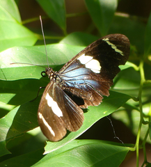 Heliconius wallacei