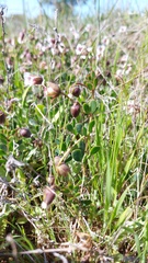 Roepera sessilifolia