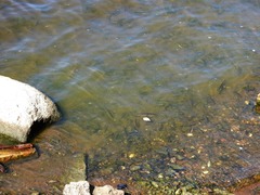 Scardinius erythrophthalmus