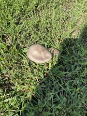 Agaricus campestris