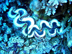 Tridacna maxima