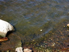 Scardinius erythrophthalmus