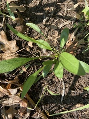 Coreopsis lanceolata