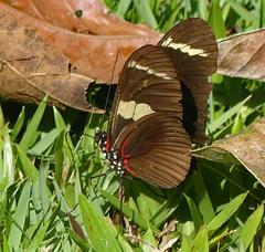 Heliconius wallacei