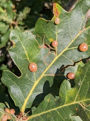 Xanthoteras eburneum