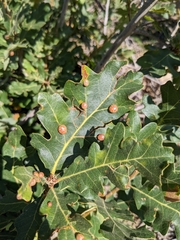 Xanthoteras eburneum