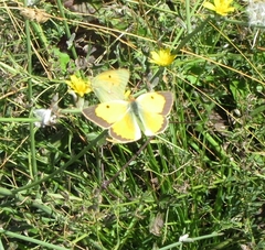 Colias croceus