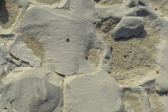 Trombidiformes