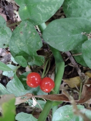 Geophila repens