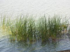 Schoenoplectus lacustris