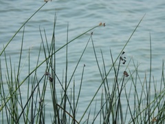 Schoenoplectus lacustris