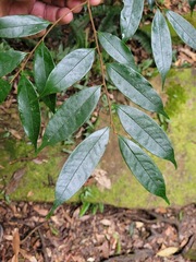 Prunus phaeosticta