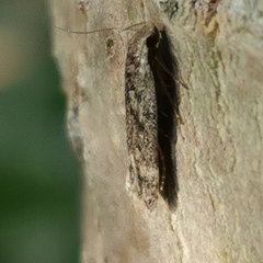 Anacampsis populella