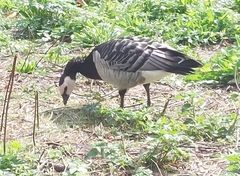 Branta leucopsis