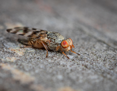 Pseudotephritina