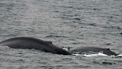 Balaenoptera musculus
