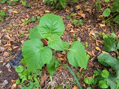 Physalis peruviana