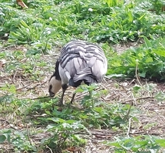 Branta leucopsis