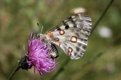Parnassius apollo