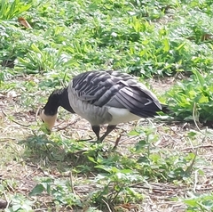 Branta leucopsis