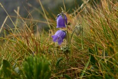 Campanula alpina