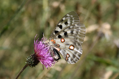 Parnassius apollo