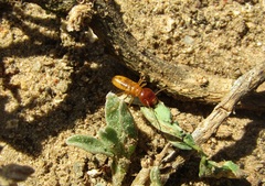 Microhodotermes viator