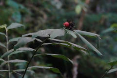 Alpinia
