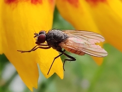 Thricops semicinereus