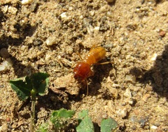 Microhodotermes viator