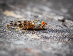 Pseudotephritina