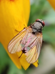 Thricops semicinereus