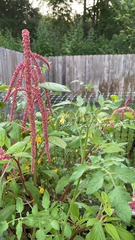 Amaranthus hybridus