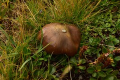 Suillus luteus
