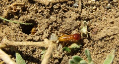 Microhodotermes viator