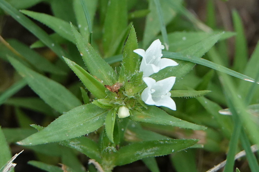 Prairie Mexican Clover